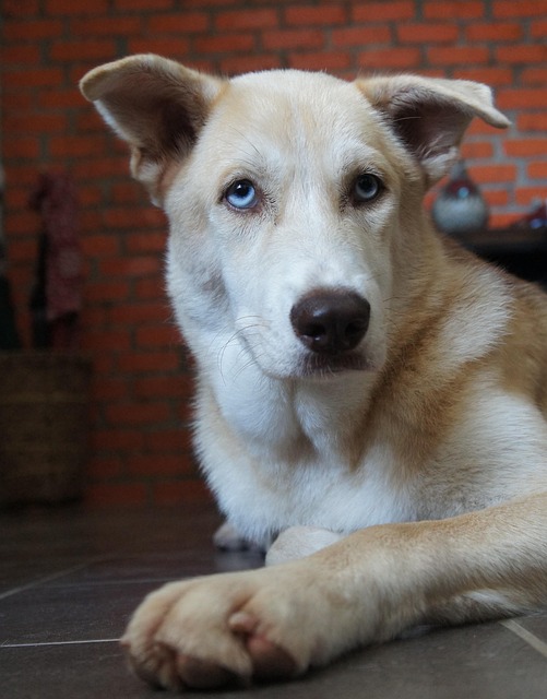 mixed husky, dog, nature, canine, pet, doggy, animal, mix, mutt, adorable